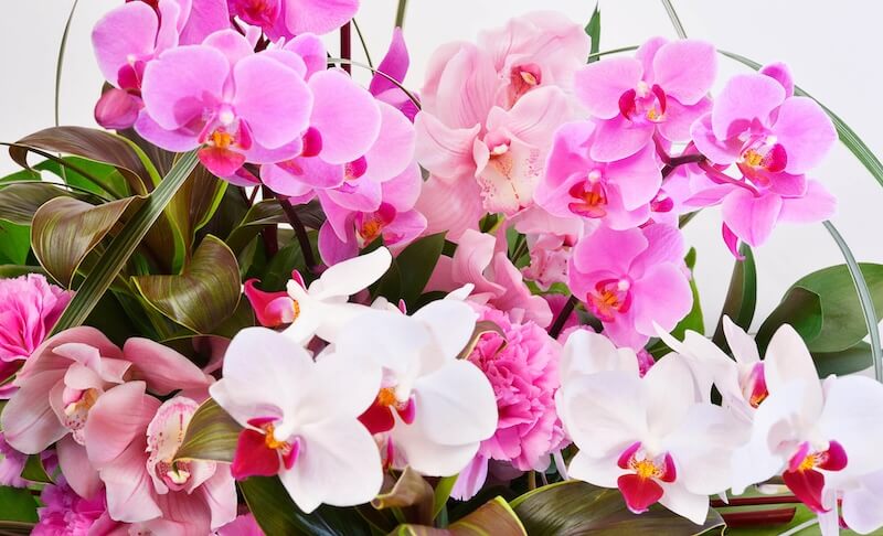 Phalaenopsis orchid
