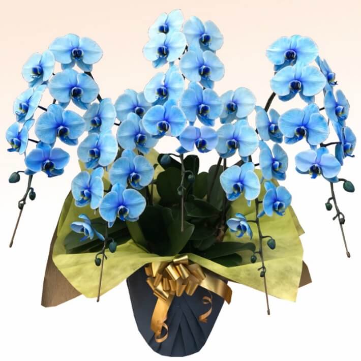 ブルーエレガンス