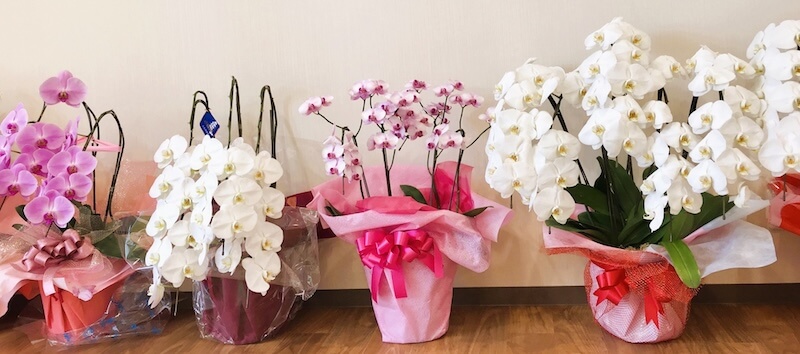 胡蝶蘭の値段と見栄え