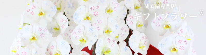 胡蝶蘭専門店ギフトフラワー 公式サイト