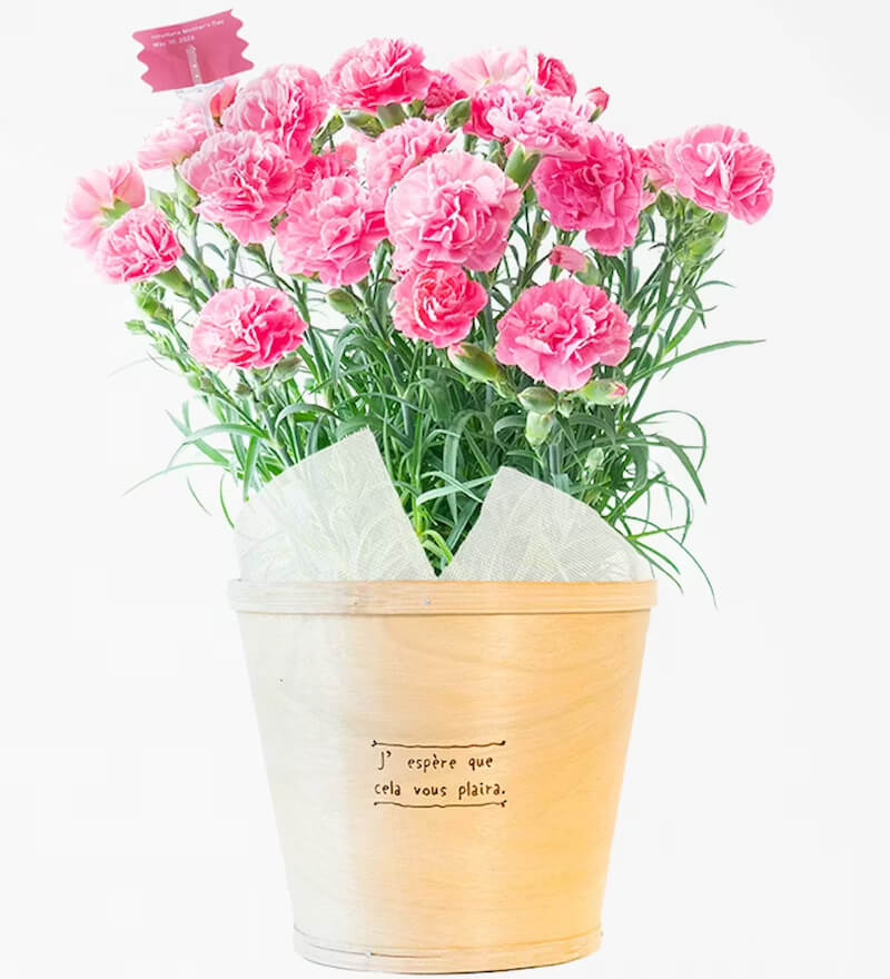 ももりーな 5号