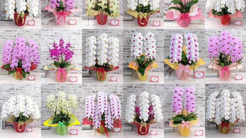 クマサキ洋ラン農園