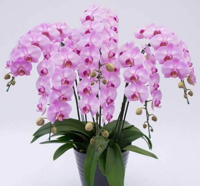 中大輪胡蝶蘭アップルキャンディ