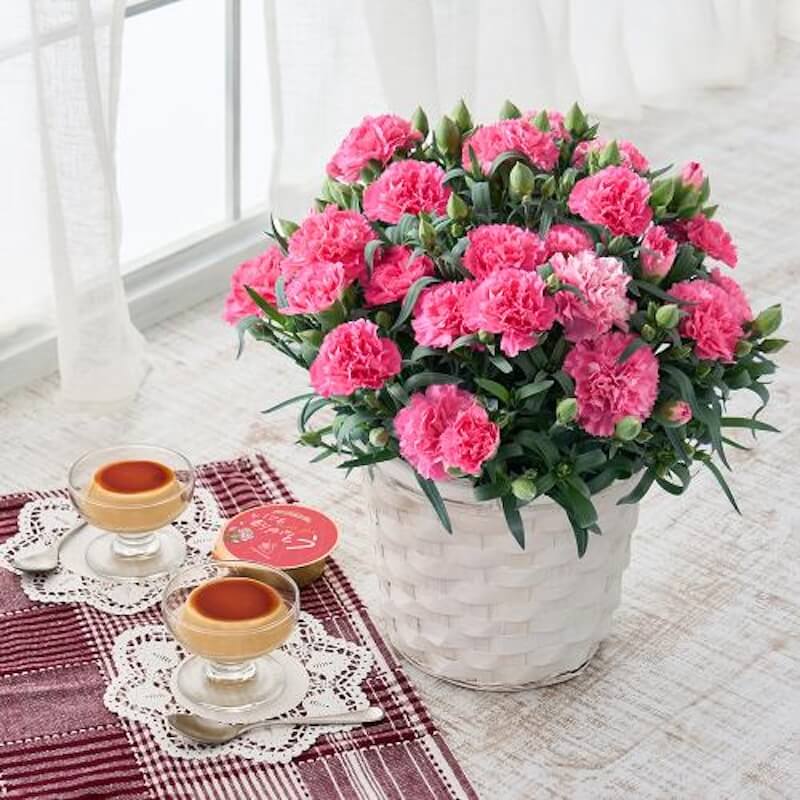 卵にこだわったプリンとホシファームのカーネーション「ホットハート」鉢植え