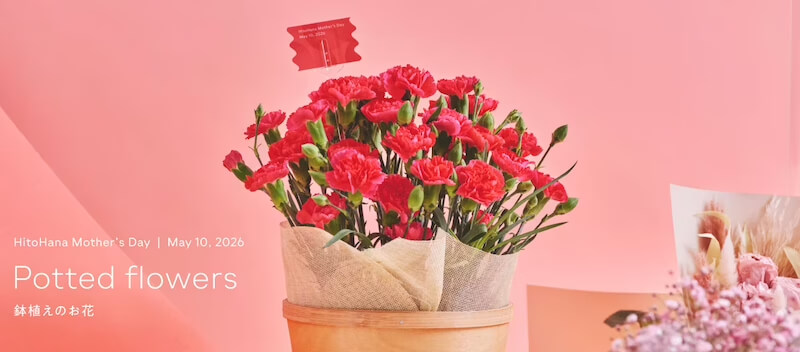 あじさい 鉢植え