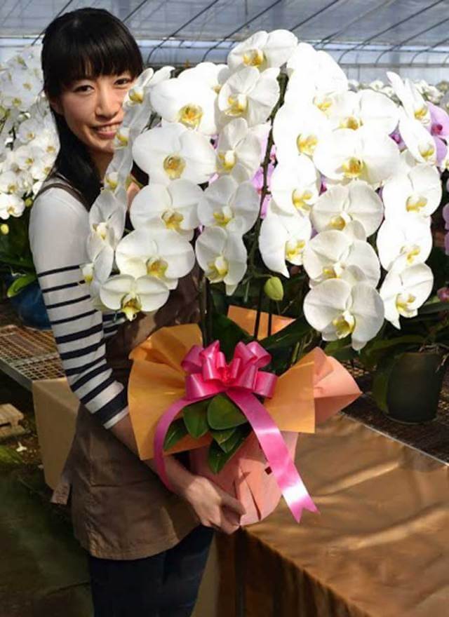 胡蝶蘭大輪3本立白