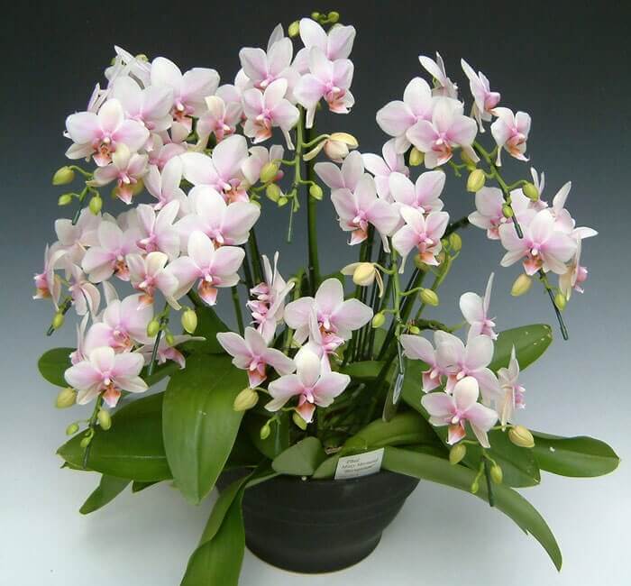 ミディ胡蝶蘭ハルガスミ