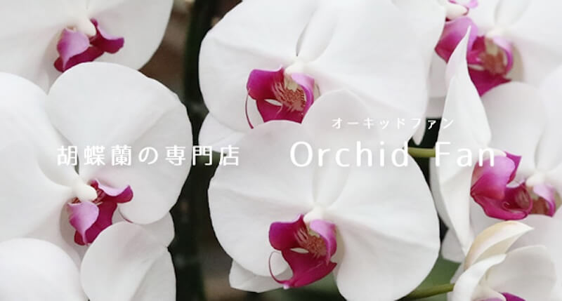 胡蝶蘭専門店オーキッドファン