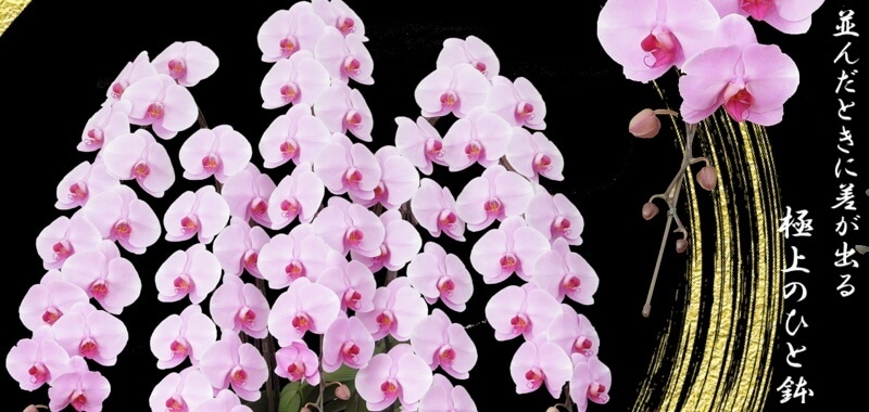 胡蝶蘭専門店ギフトフラワー