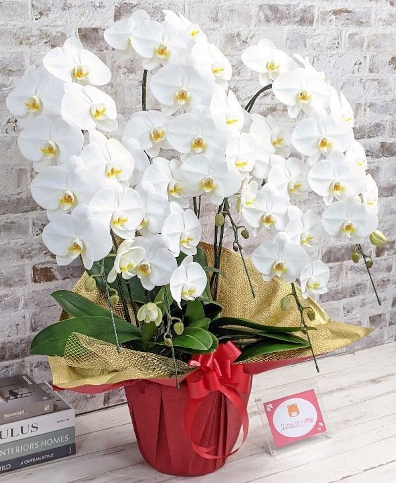 鳴滝清流胡蝶蘭