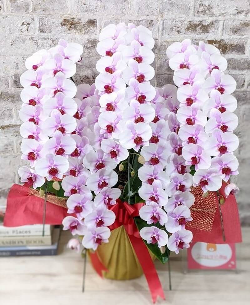 乙姫（おとひめ）