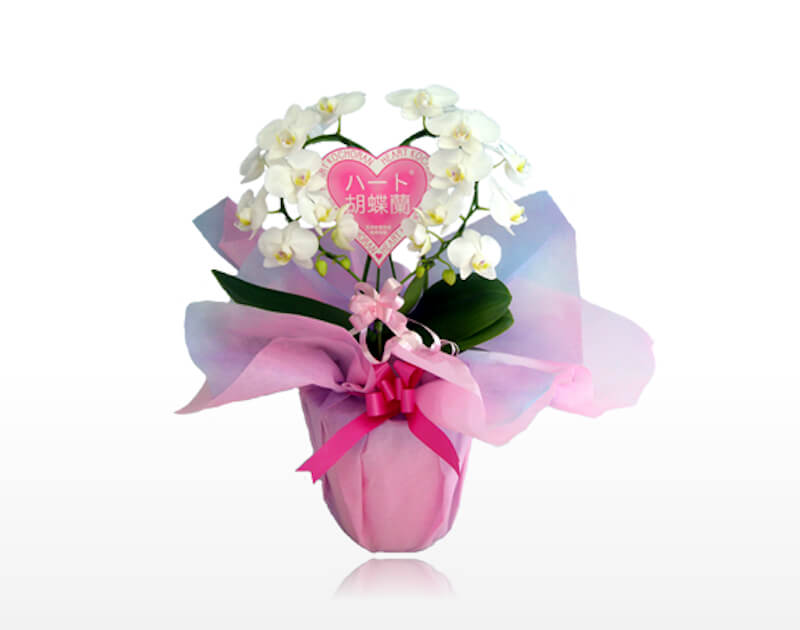 ハート胡蝶蘭（白）シングル