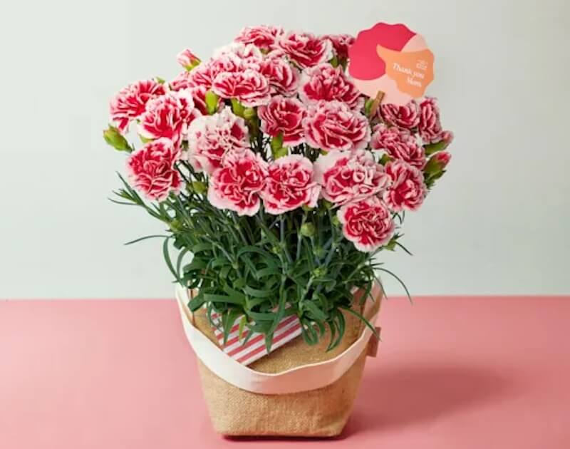 鉢カーネーション