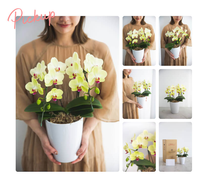 胡蝶蘭2本立ち イエロー