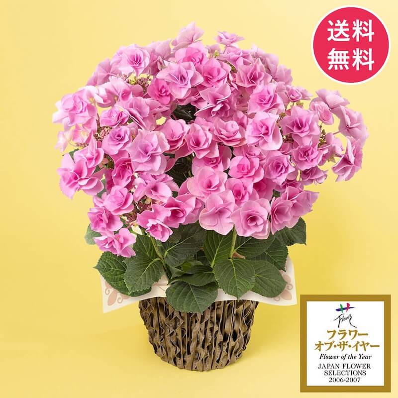 アジサイ　フェアリーアイ