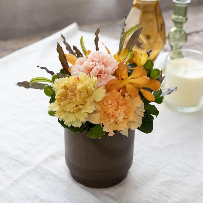 カーネーション／モカラ