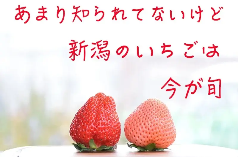 苺の花ことばのいちご