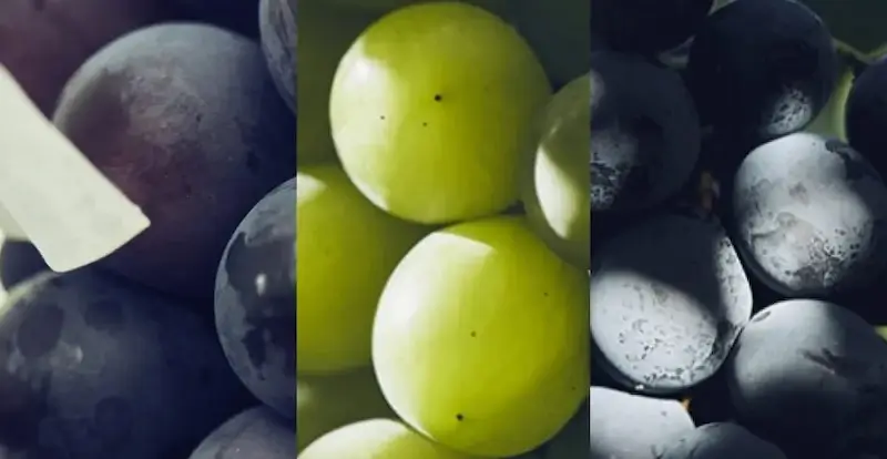 FRUITEST（フルーテスト）